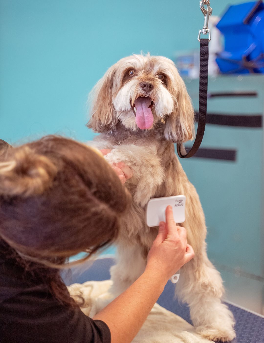 Dog grooming in collier county