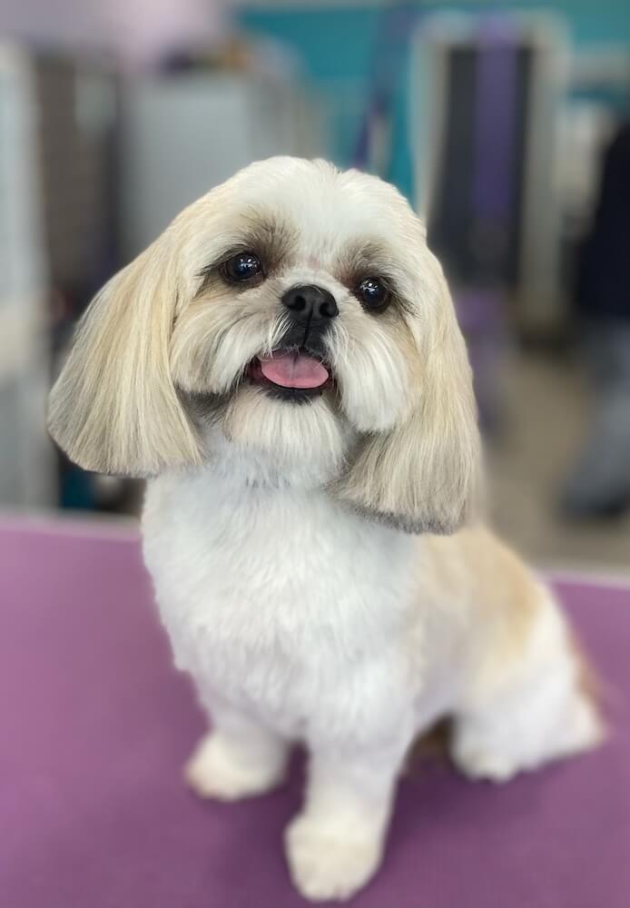 shih tzu dog sitting at the grooming table