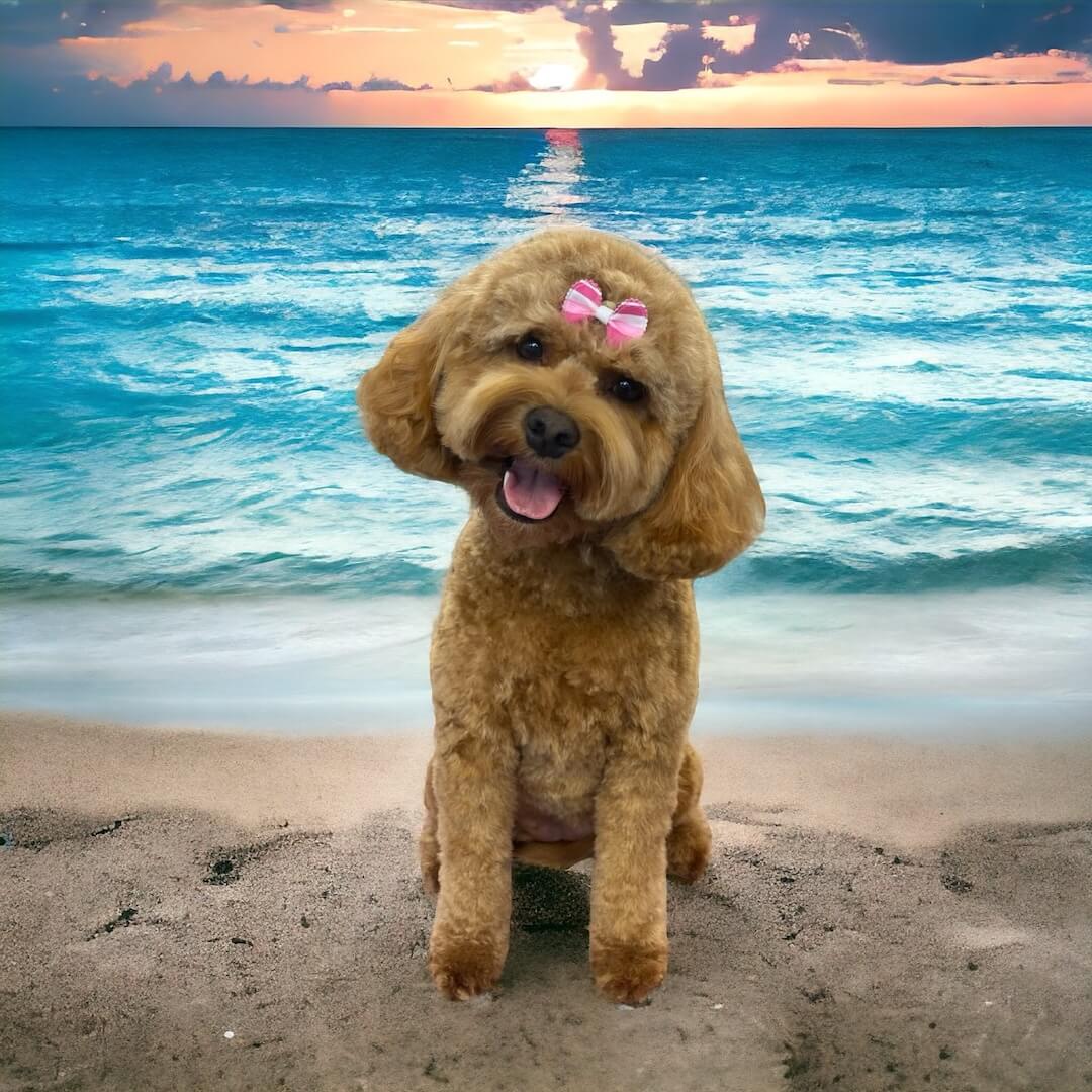 portrait of fluffy brown dog in a beach setting