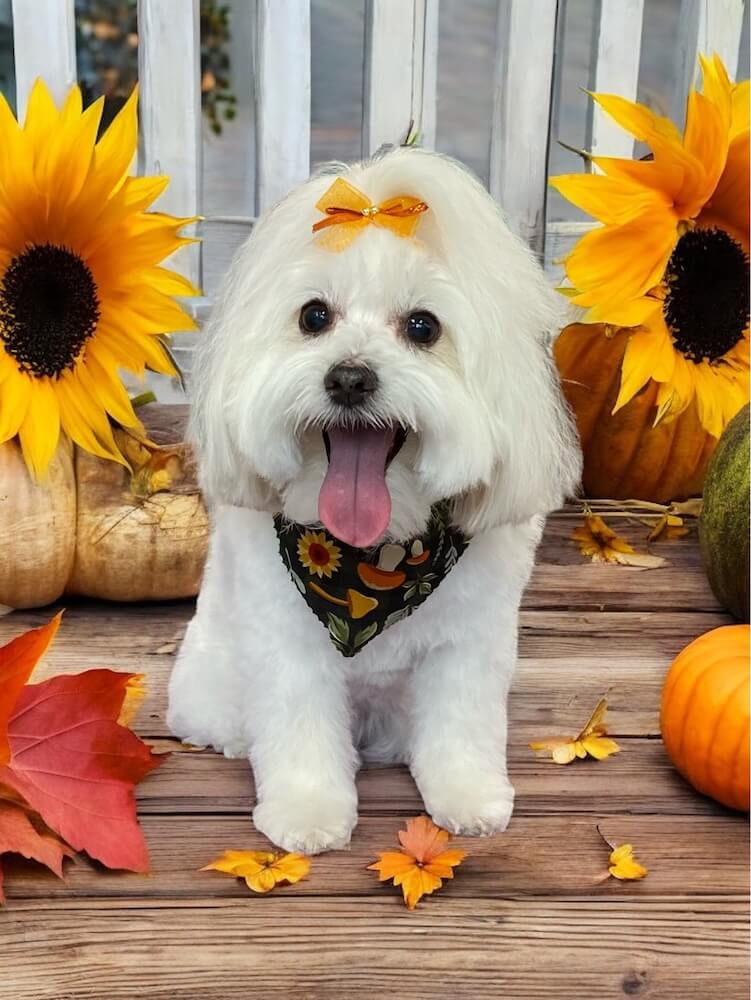 white groomed dog sitting with some sunflowers
