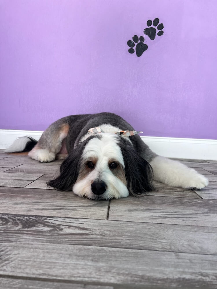 groomed dog resting on floor