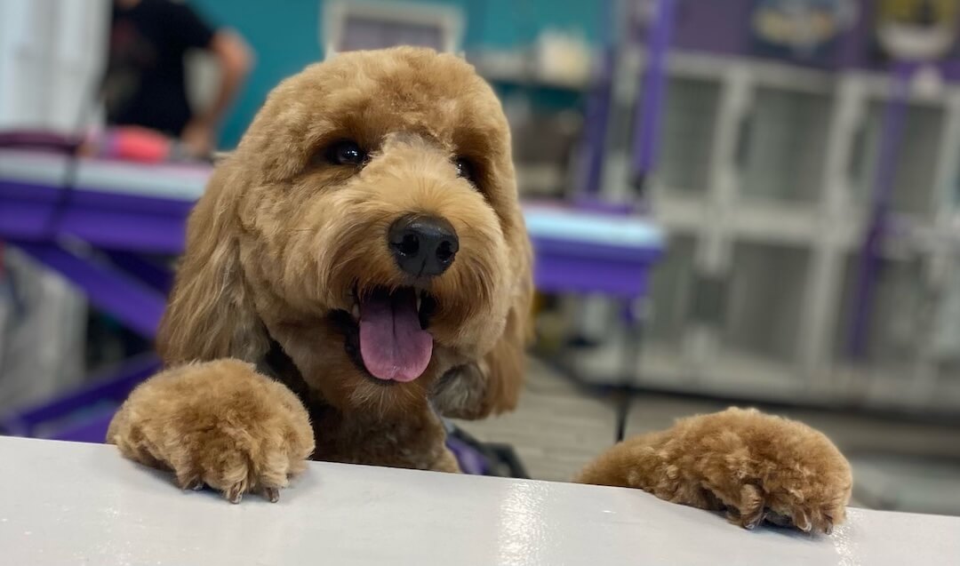 happy fluffy brown dog