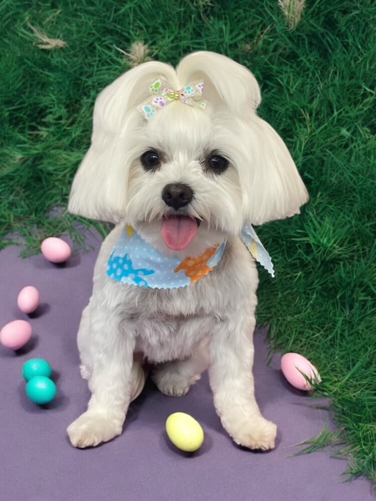 white well-groomed dog surrounded by easter eggs