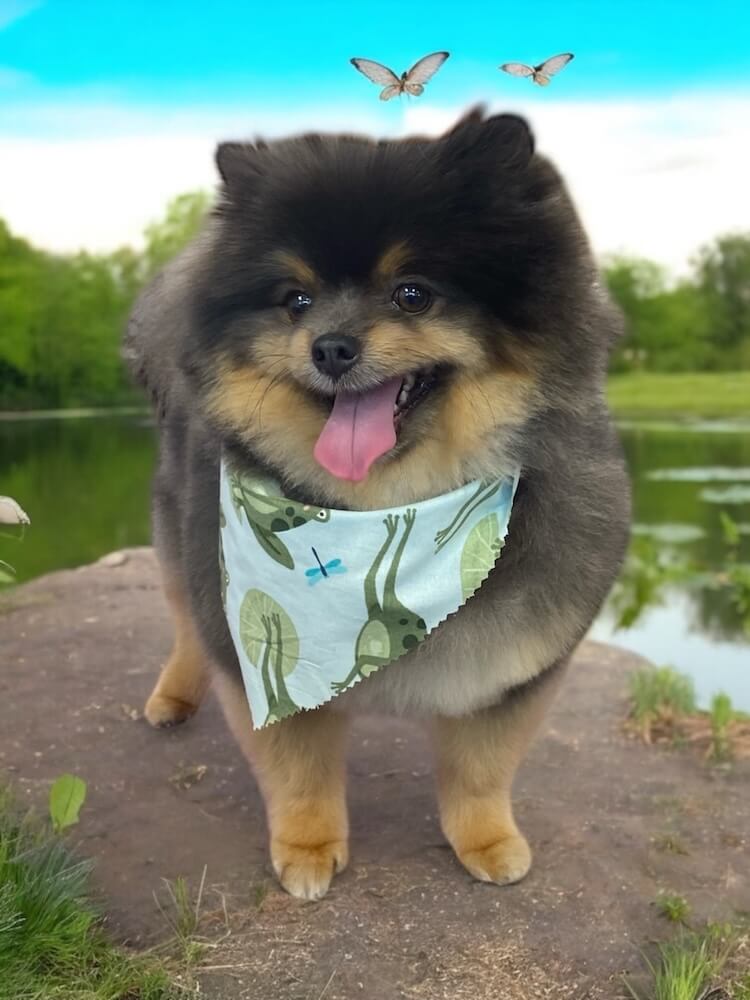 fluffy brown and black pomeranian dog wearing a bandana