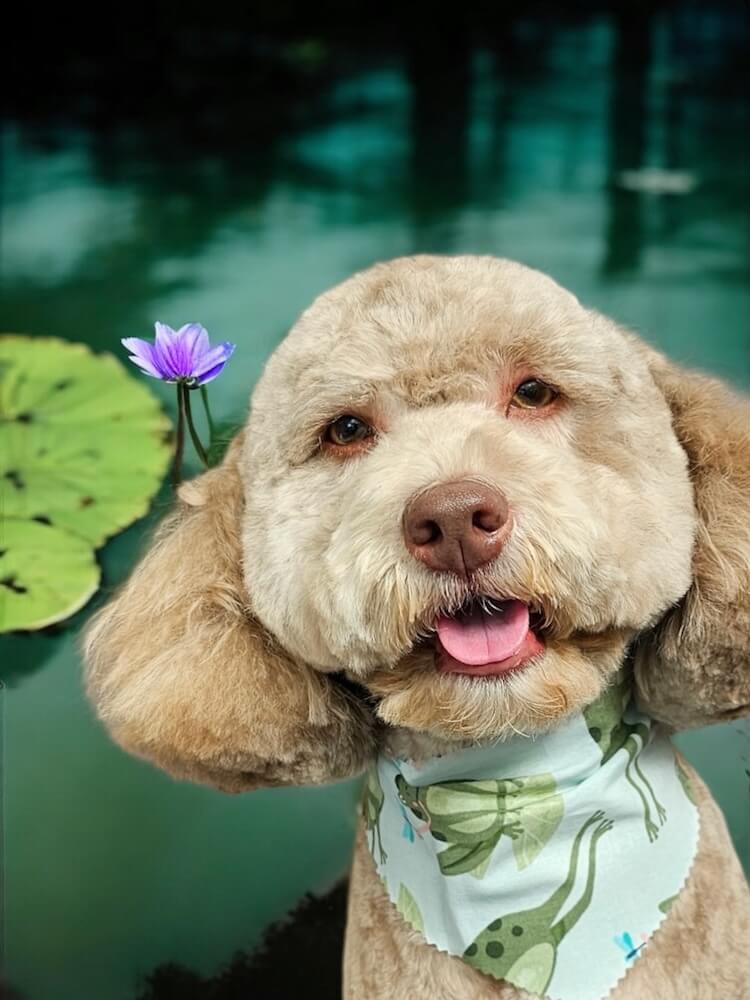 groomed dog sitting in front of a pond