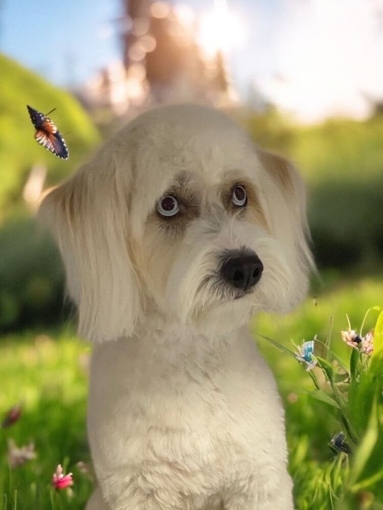 well-groomed dog sitting in field