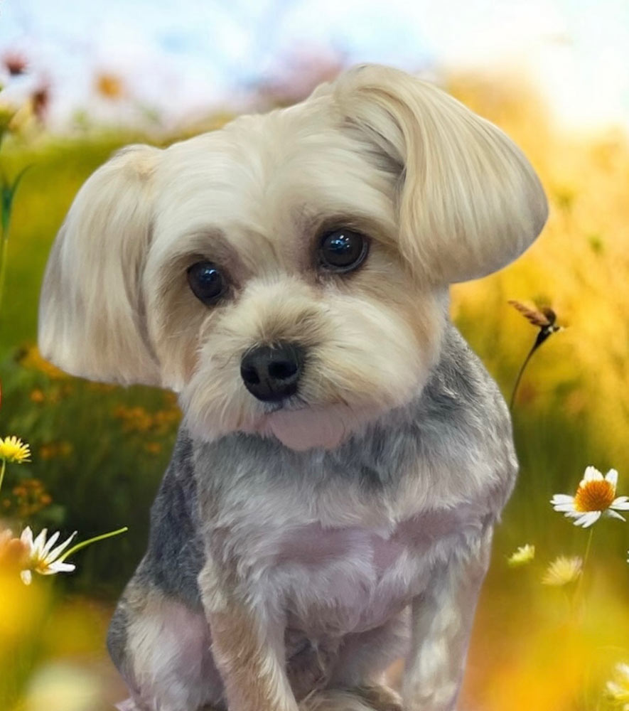 well-groomed dog in an ethereal field setting