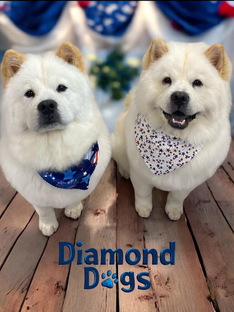 two well-groomed dogs posing for the camera