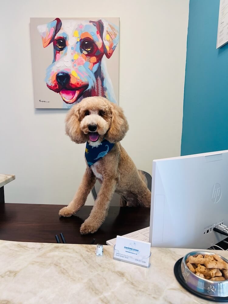 fluffy brown dog sitting in the office