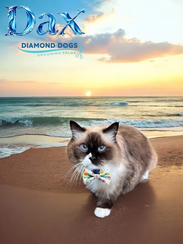 siamese cat in a beach setting