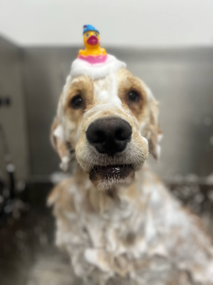 dog getting a bath and posing with a rubber ducky on his head
