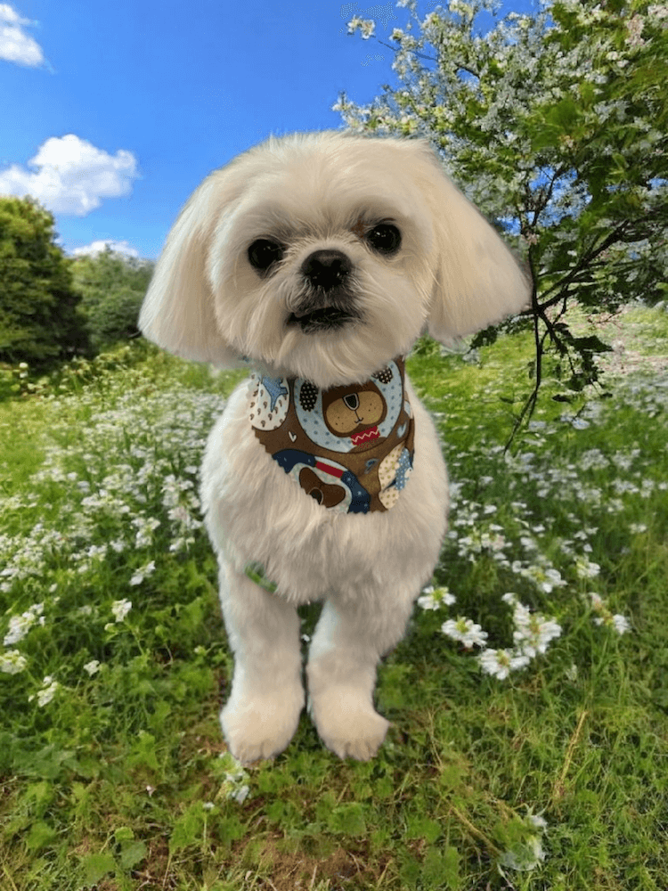 small groomed dog sitting in grass