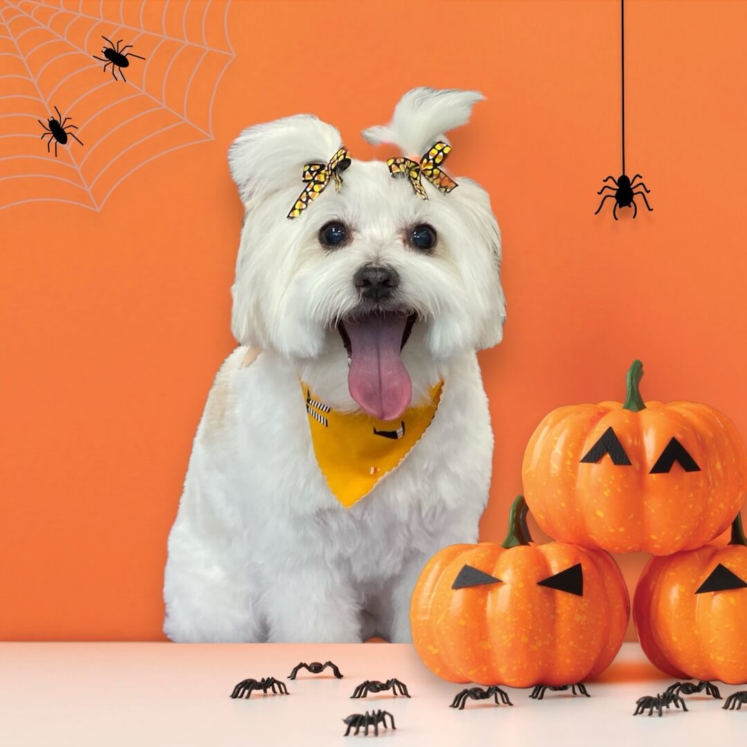 portrait of fluffy white dog in a halloween setting