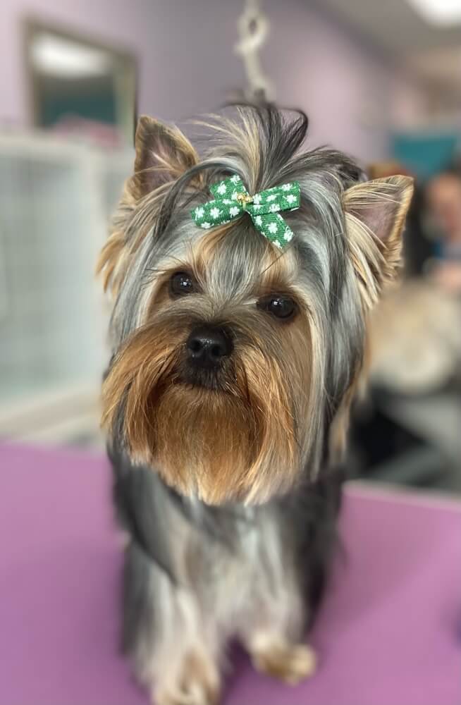 groomed yorkie dog wearing a green bow
