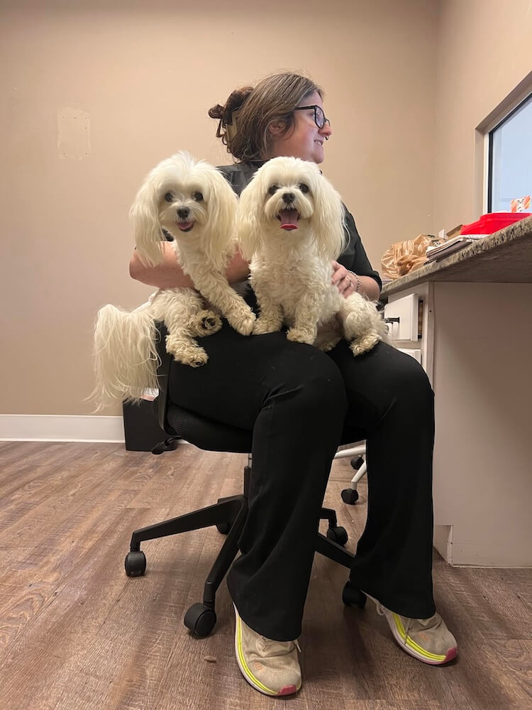 two fluffy white dogs sitting in groomer's lap at the office