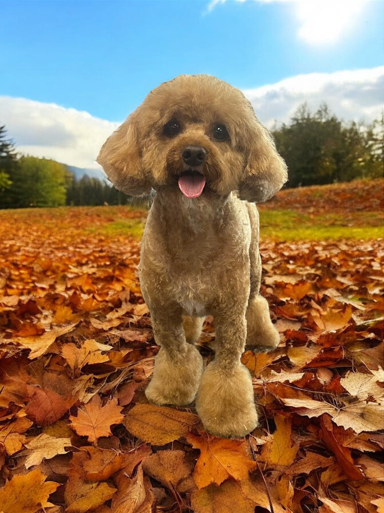 groomed dog standing in backyard with autumn leaves