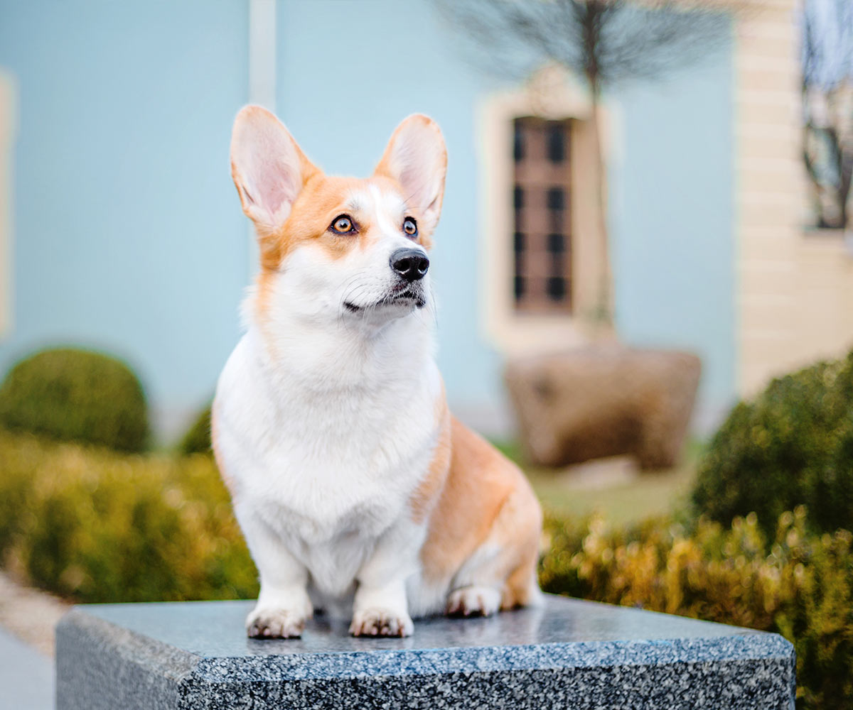 happy pomeranian dog being kissed by their owner outdoors